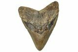 Fossil Megalodon Tooth - Huge NC Meg #328309-1